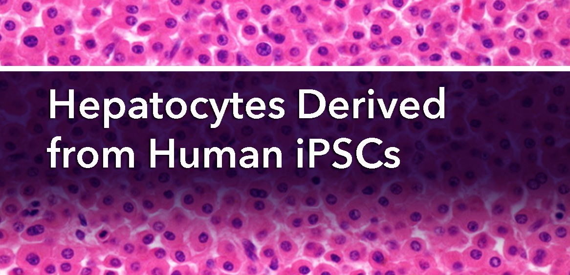 Hepatocytes Derived from Human iPSCs - Bio-Trac Biotechnology Training