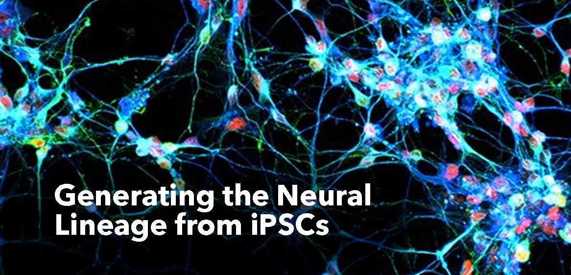 Neural-Lineage-iSPCs – Bio-Trac Biotechnology Training