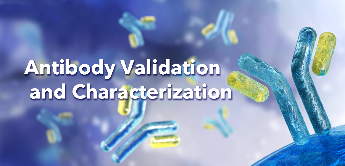 Antibody Validation and Characterization - Bio-Trac Biotechnology Training